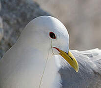 Black-legged Kittiwake