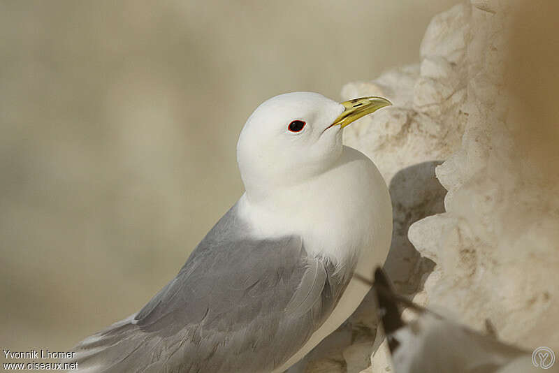 Black-legged Kittiwakeadult breeding, close-up portrait