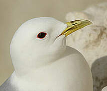 Mouette tridactyle