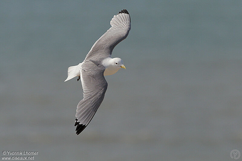 Black-legged Kittiwakeadult, Flight