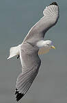 Mouette tridactyle