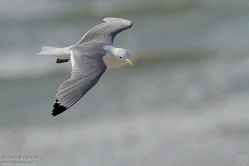Mouette tridactyle, Vol