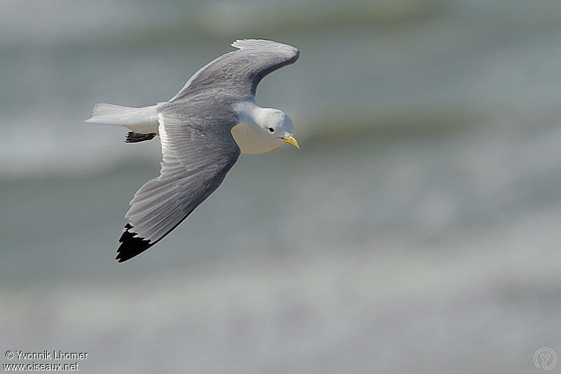 Black-legged Kittiwake, Flight