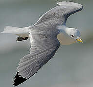 Black-legged Kittiwake