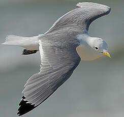 Mouette tridactyle