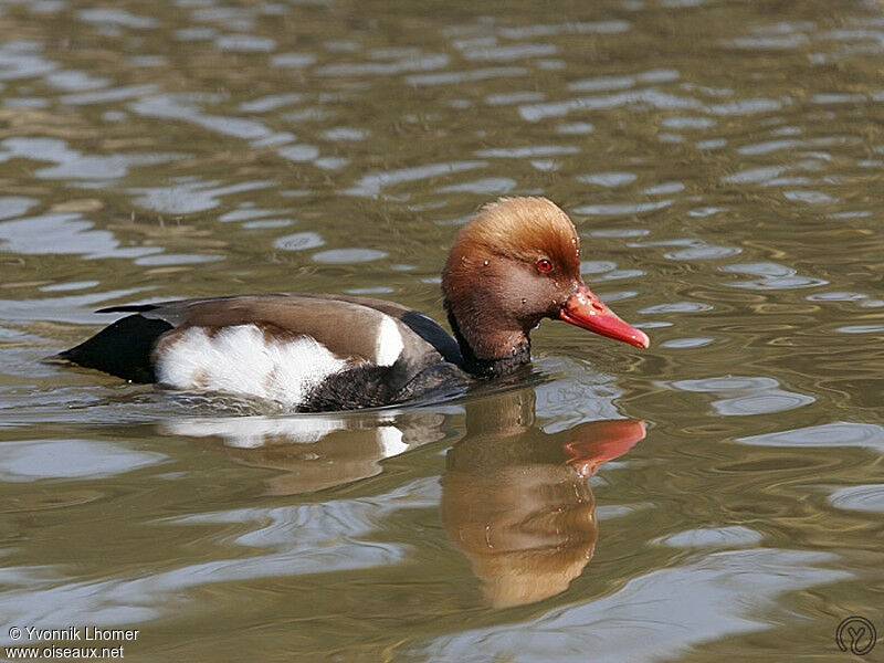 Red-crested Pochard male adult, identification