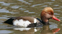 Nette rousse