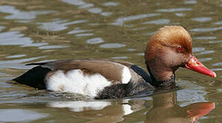 Red-crested Pochard