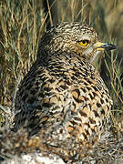 Spotted Thick-knee