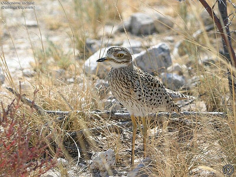 Spotted Thick-knee, identification