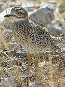 Spotted Thick-knee