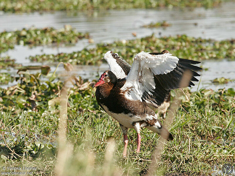 Spur-winged Gooseadult, identification