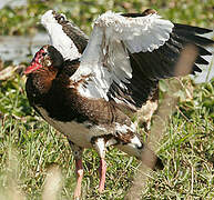 Spur-winged Goose