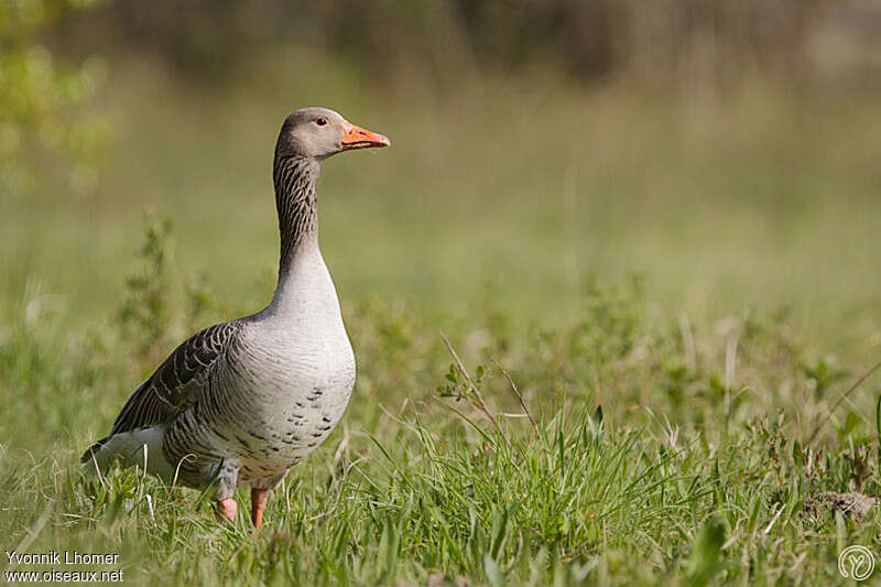 Oie cendréeadulte, identification