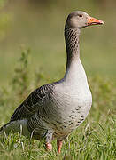 Greylag Goose