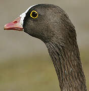 Lesser White-fronted Goose