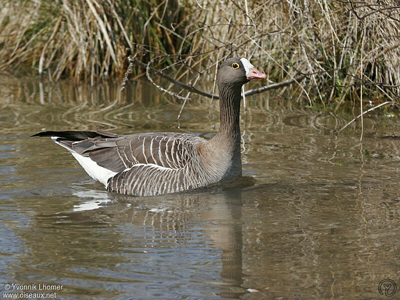 Lesser White-fronted Gooseadult, identification