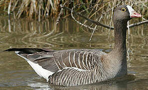 Lesser White-fronted Goose