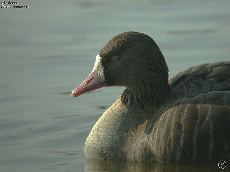 Greater White-fronted Goose