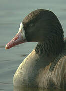 Greater White-fronted Goose