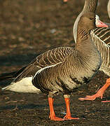 Greater White-fronted Goose