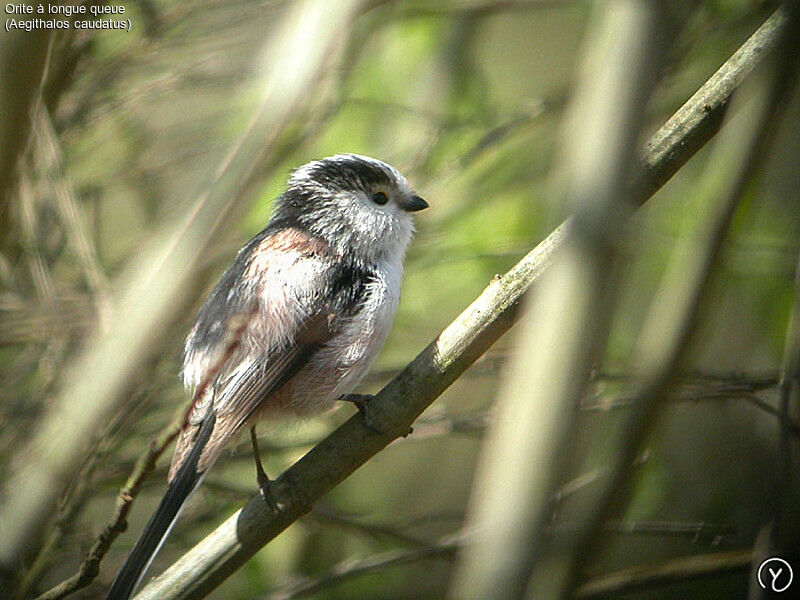 Long-tailed Titadult, identification