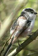 Long-tailed Tit