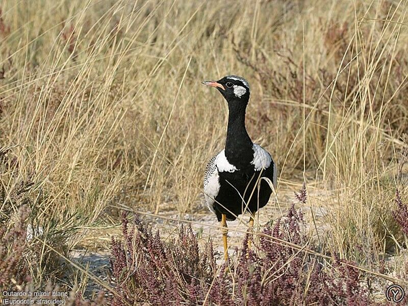 Northern Black Korhaan male adult, identification