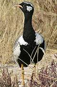 Northern Black Korhaan