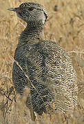 Northern Black Korhaan