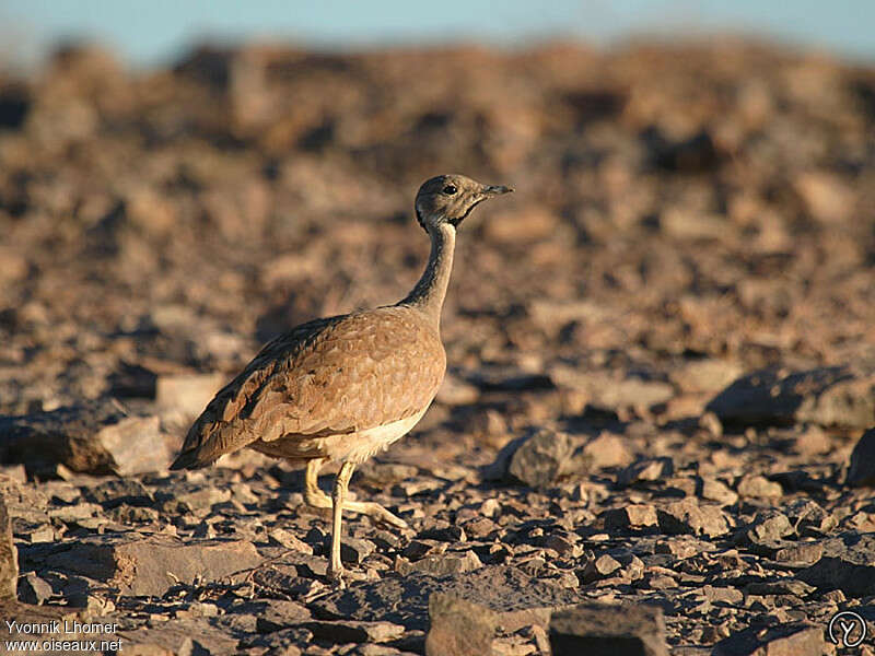 Rüppell's Korhaan female adult, identification