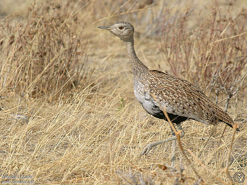 Outarde houppette femelle adulte, identification