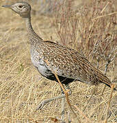 Red-crested Korhaan