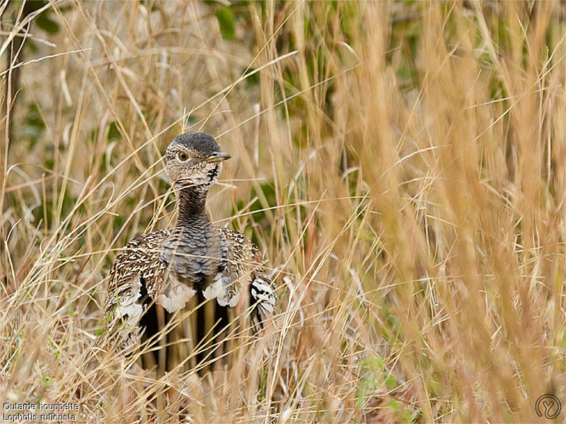 Red-crested Korhaan male adult, identification
