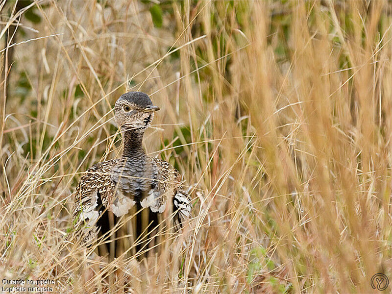 Outarde houppette mâle adulte, identification