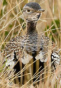 Red-crested Korhaan