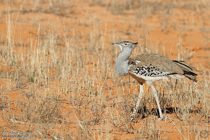 Outarde koriadulte, identification