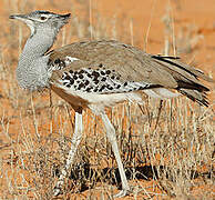 Kori Bustard