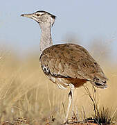 Kori Bustard