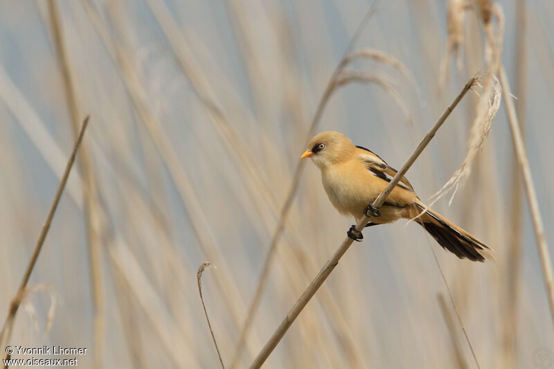 Bearded Reedling male juvenile, identification