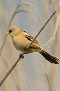 Bearded Reedling