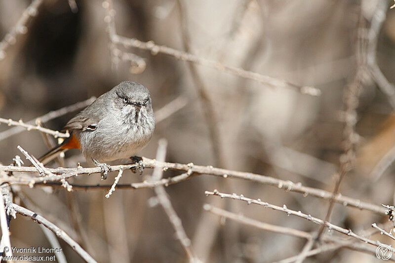 Chestnut-vented Warbleradult, identification