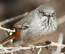 Chestnut-vented Warbler