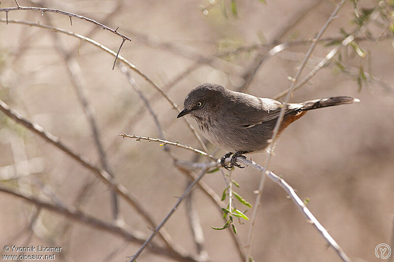 Chestnut-vented Warbler, identification