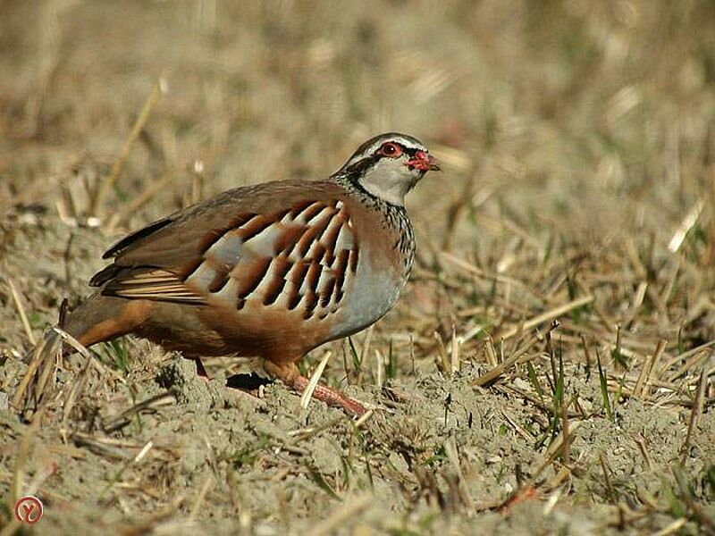 Red-legged Partridgeadult