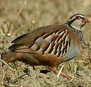 Red-legged Partridge