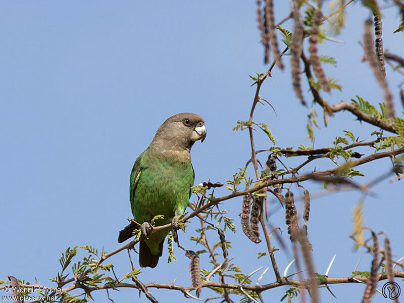 Perroquet à tête bruneadulte, identification