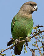 Brown-headed Parrot