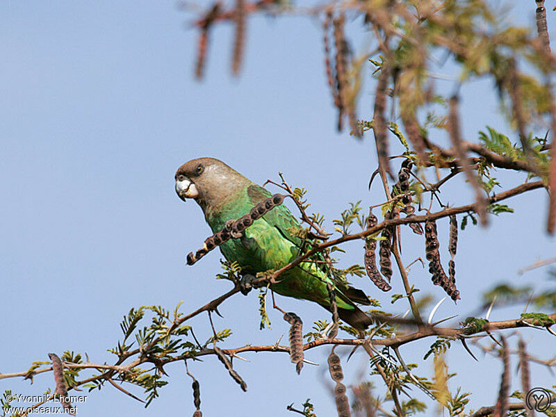 Perroquet à tête bruneadulte, identification, régime