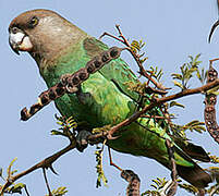 Brown-headed Parrot